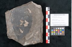 Foto (Objekt + Etikett) von Ficus deschmanni Ettingshausen (NHMW-GEO-2024-0188-7988)